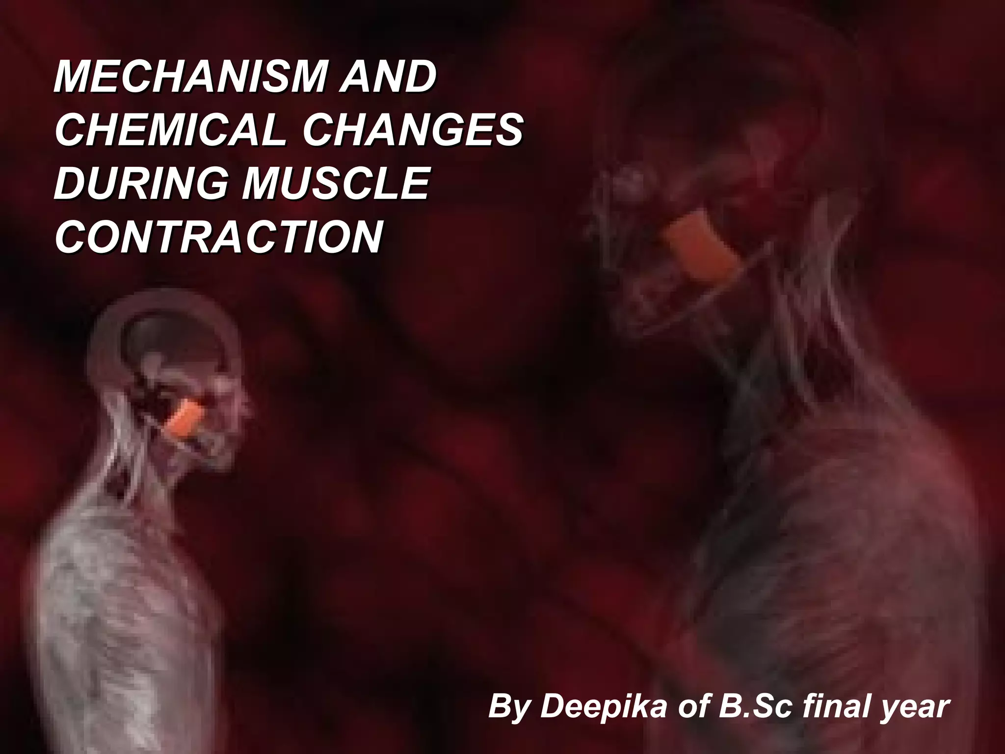 Mechanism and chemical changes occuring during muscle contraction | PPT