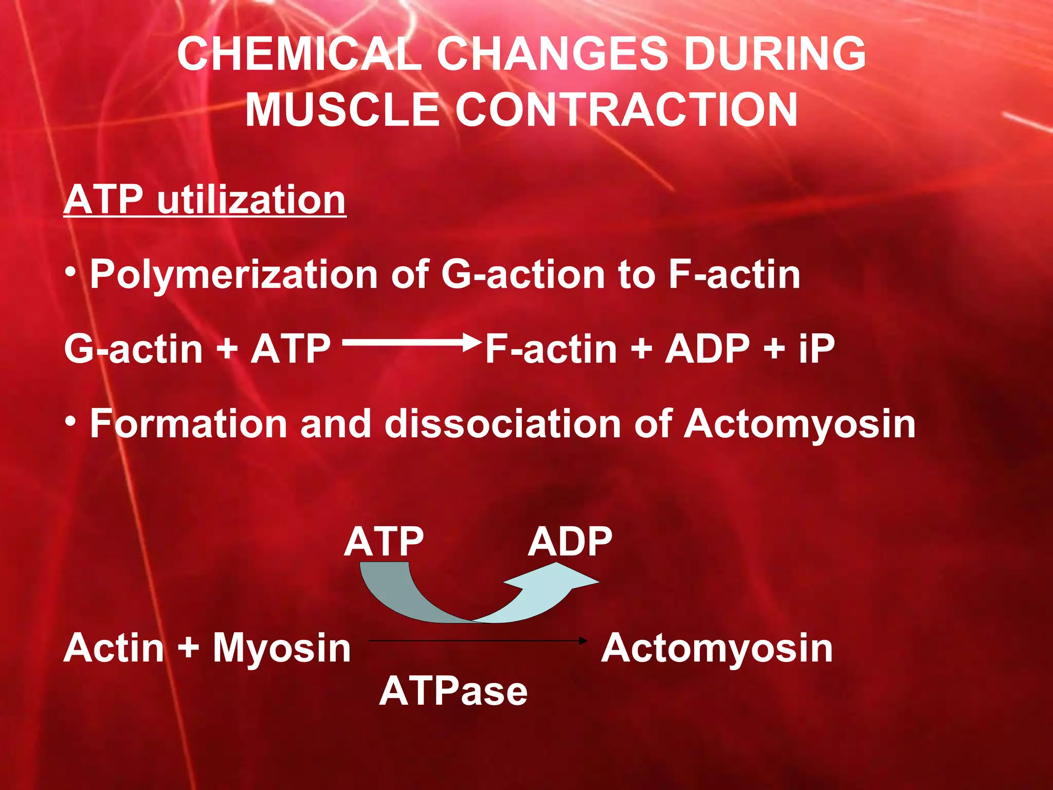 Mechanism and chemical changes occuring during muscle contraction | PPT