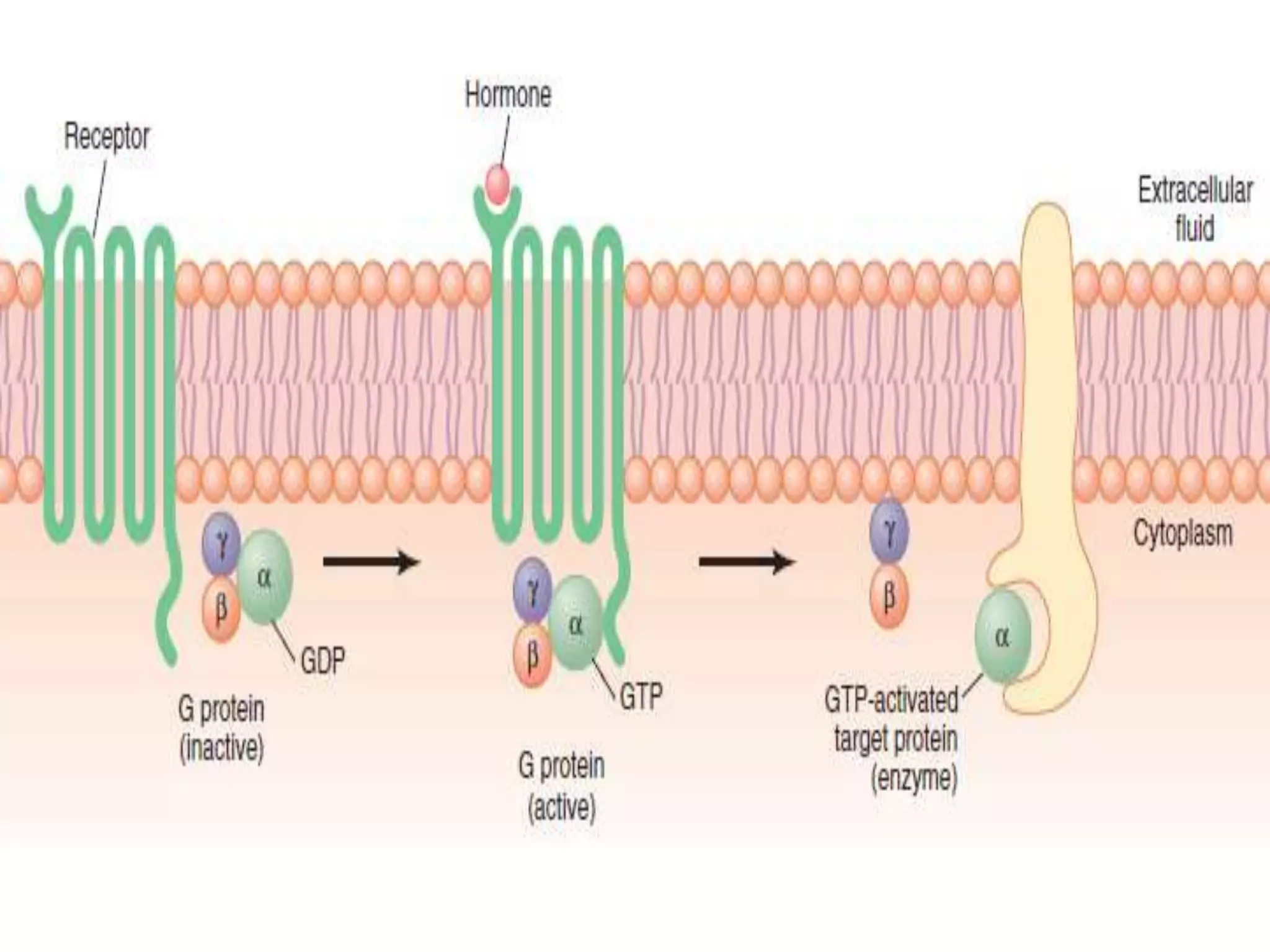 Mechanism of action of hormones | PPT