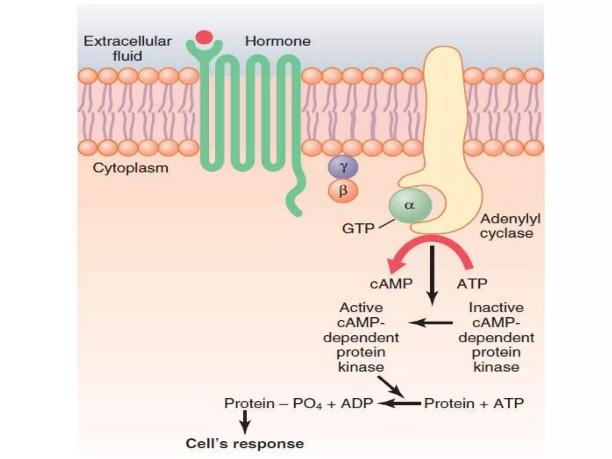Mechanism of action of hormones | PPT
