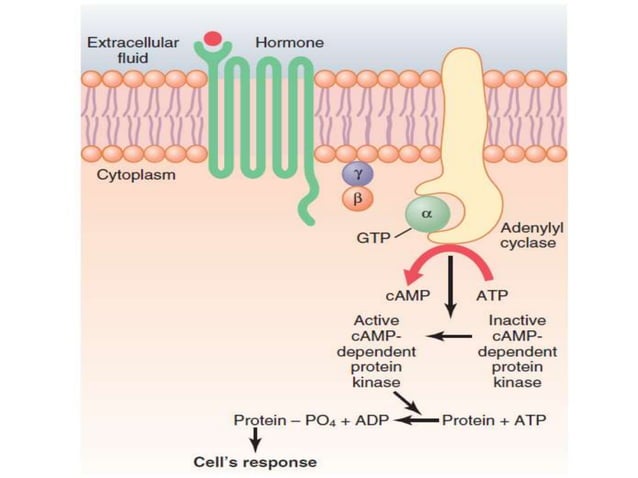 Mechanism of action of hormones | PPT