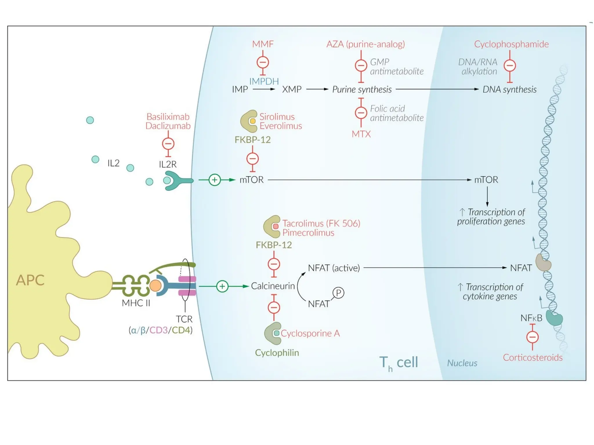 Mechanism of Action - Immunosuppressants | PPTX