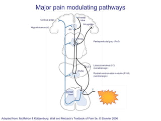 Mechanism of action of analgesics (2012) | PDF