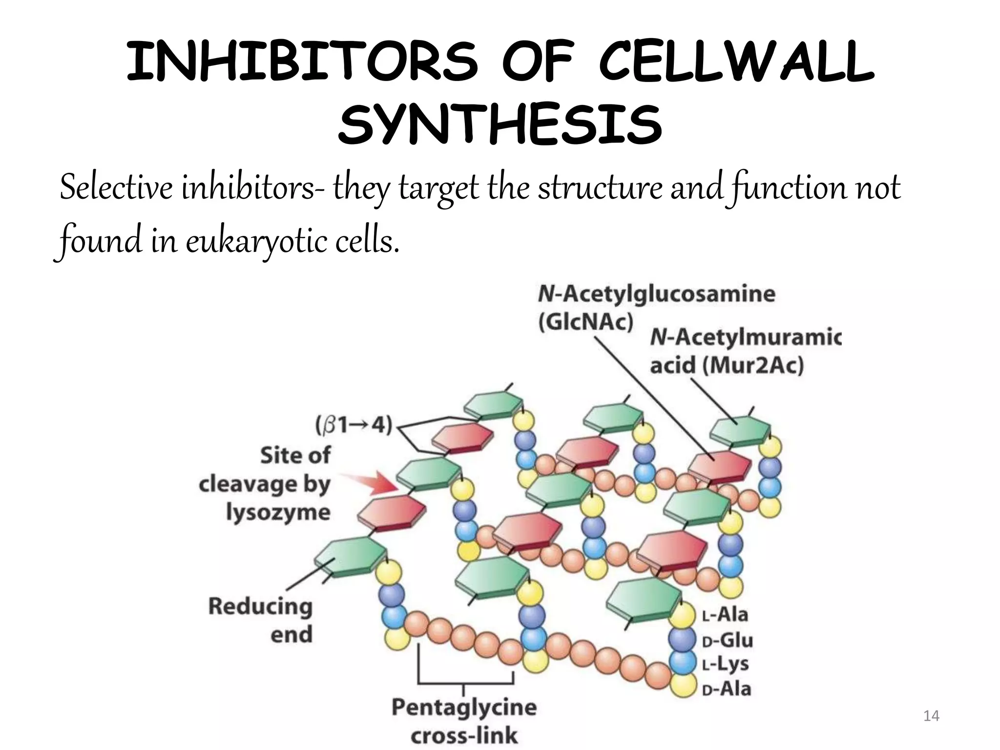 INHIBITORS OF CELLWALL
SYNTHESIS
Selective inhibitors- they target the structure and function not
found in eukaryotic cells.
14
 