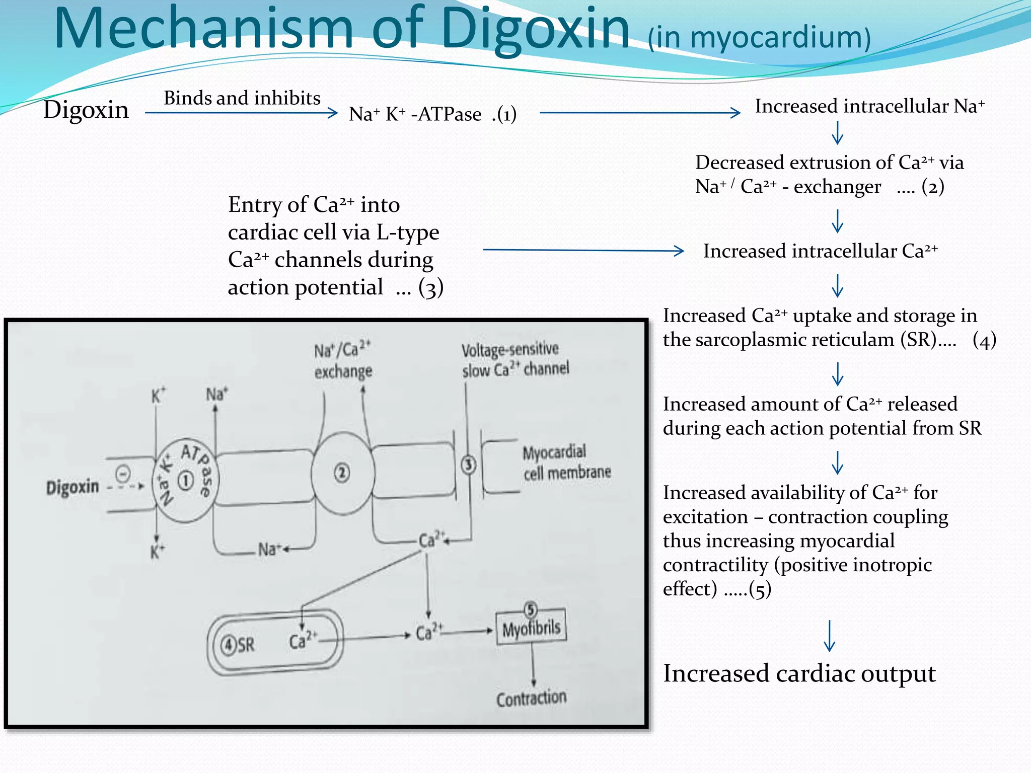 Mechanism of action of digoxin in congestive heart failure ppt