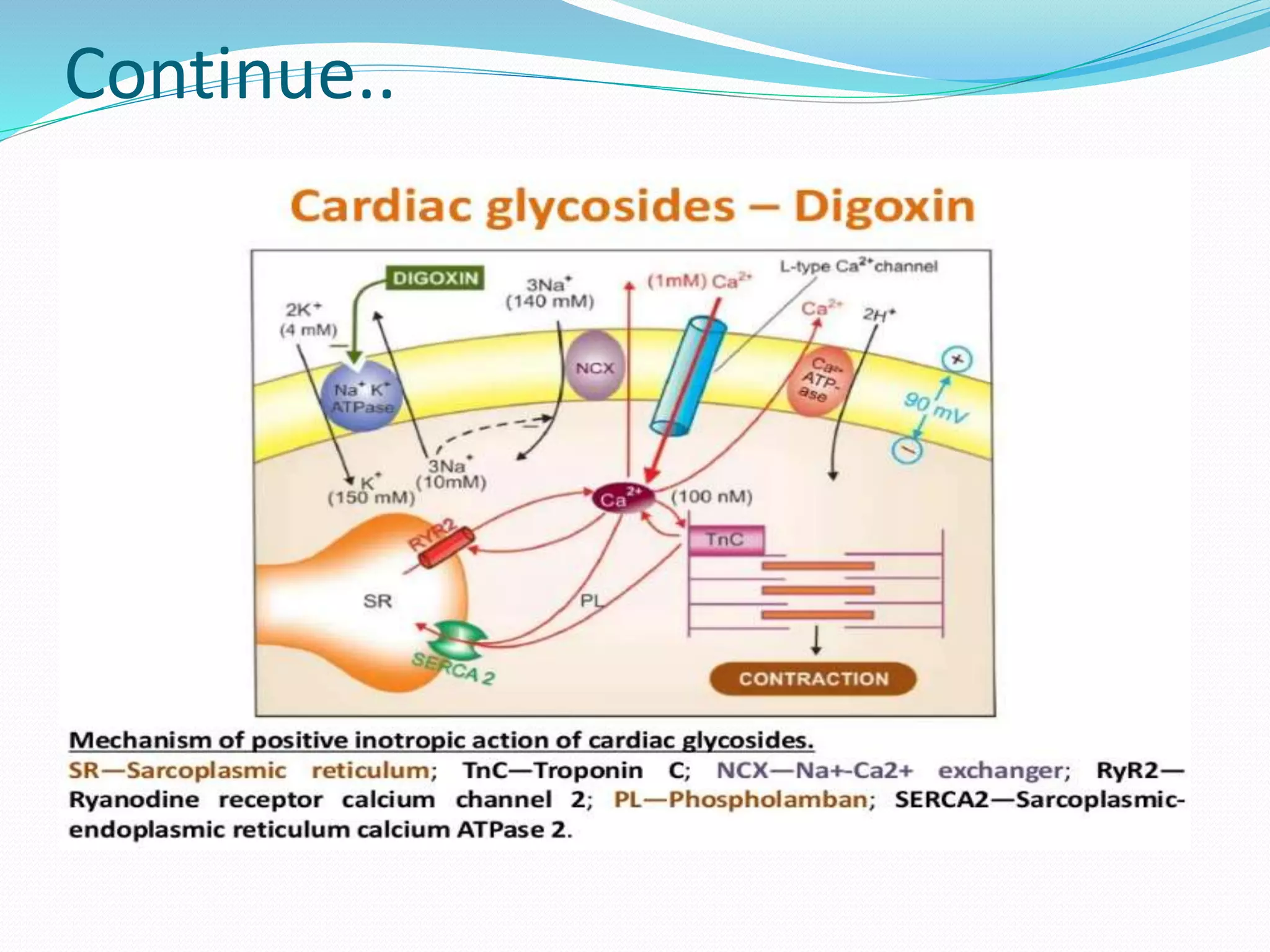 Mechanism of action of digoxin in congestive heart failure ppt