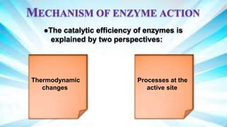 Mechanism of action of enzymes and Biological and pharmaceutical ...