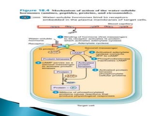 Mechanism of action of hormone | PPTX