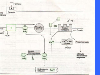 Mechanism of action of hormones | PPT