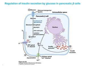 Mechanism of action of insulin | PPTX