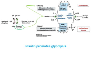 Mechanism of action of insulin | PPTX