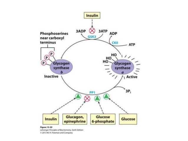 Mechanism Of Action Of Insulin On Cinnamon 3.cGMP Pathway & Tyrosine