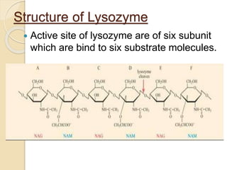Mechanism of action of lysozyme | PPT