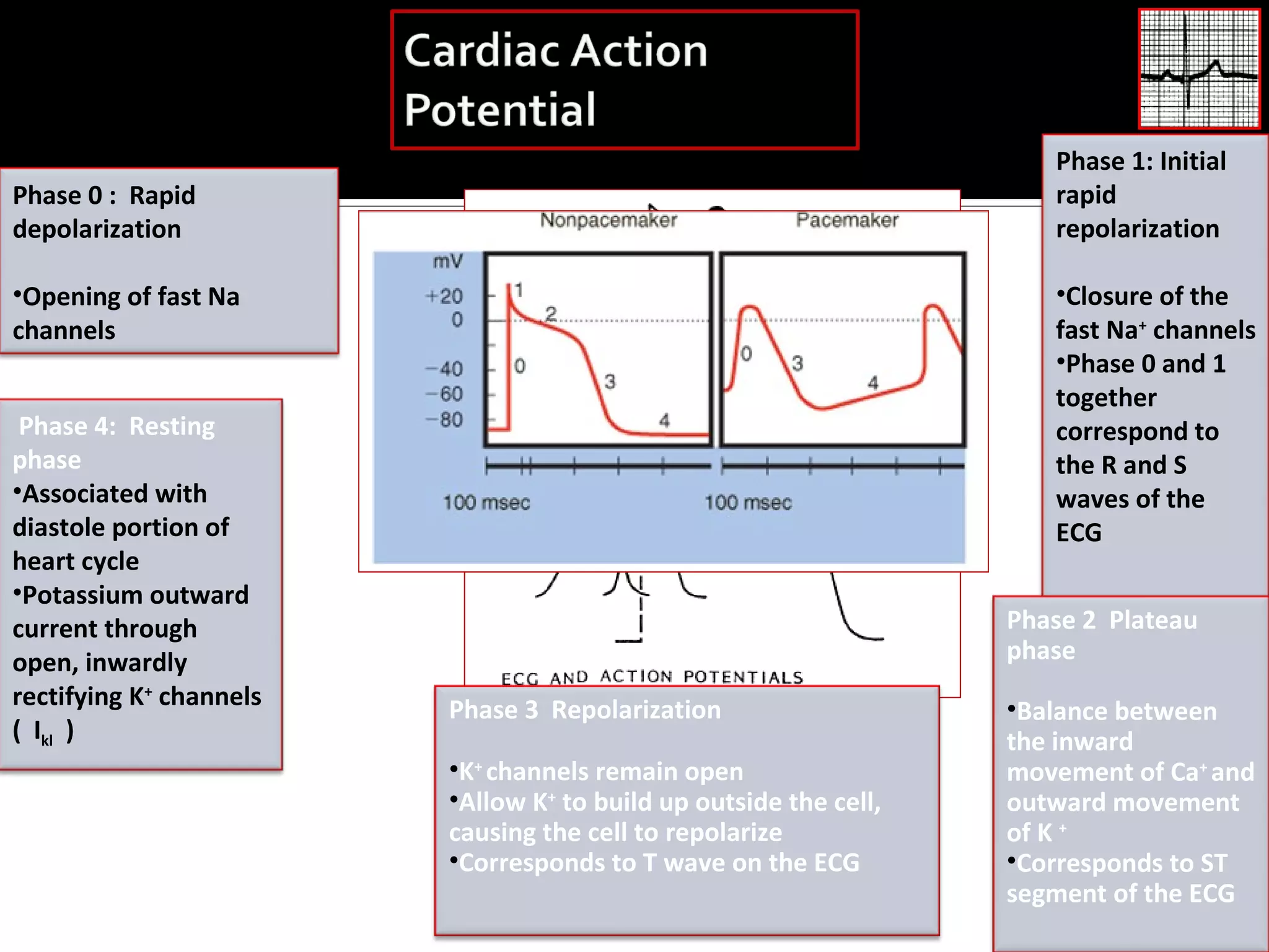 Phase 1: Initial
rapid
repolarization

Phase 0 : Rapid
depolarization

•Closure of the
fast Na+ channels
•Phase 0 and 1
together
correspond to
the R and S
waves of the
ECG

•Opening of fast Na
channels
Phase 4: Resting
phase
•Associated with
diastole portion of
heart cycle
•Potassium outward
current through
open, inwardly
rectifying K+ channels
( Ikl )

Phase 2 Plateau
phase
Phase 3 Repolarization
•K+ channels remain open
•Allow K+ to build up outside the cell,
causing the cell to repolarize
•Corresponds to T wave on the ECG

•Balance between
the inward
movement of Ca+ and
outward movement
of K +
•Corresponds to ST
segment of the ECG

 