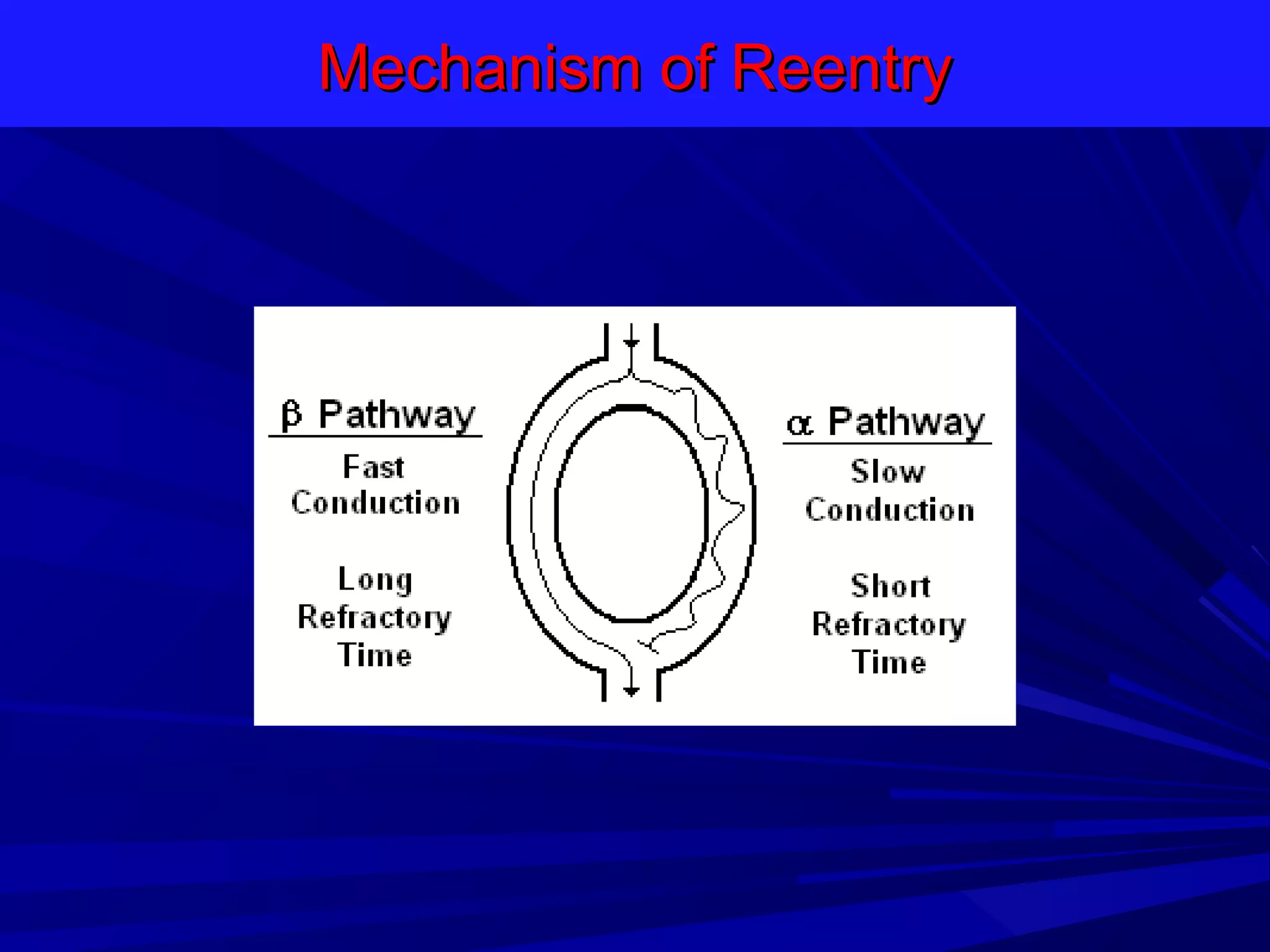 Mechanism of Reentry

 