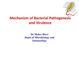 Mechanism of Bacterial Pathogenesis
and Virulence
Dr Meher Rizvi
Deptt of Microbiology and
Immunology
 