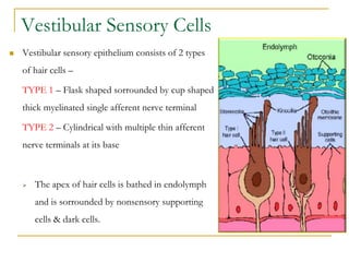 Vestibular Sensory Cells
 Vestibular sensory epithelium consists of 2 types
of hair cells –
TYPE 1 – Flask shaped sorroun...