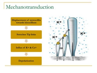 Mechanotransduction
Displacement of stereocillia
towards kinocillium
Stretches Tip links
Influx of K+ & Ca+
Depolarization
 