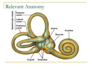 Relevant Anatomy
 