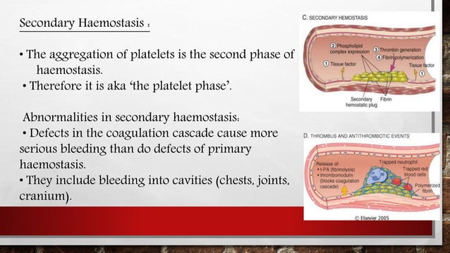 Dyscariasis Mechanism of blood clotting and blood dyscrasias | PPTX | Blood ...