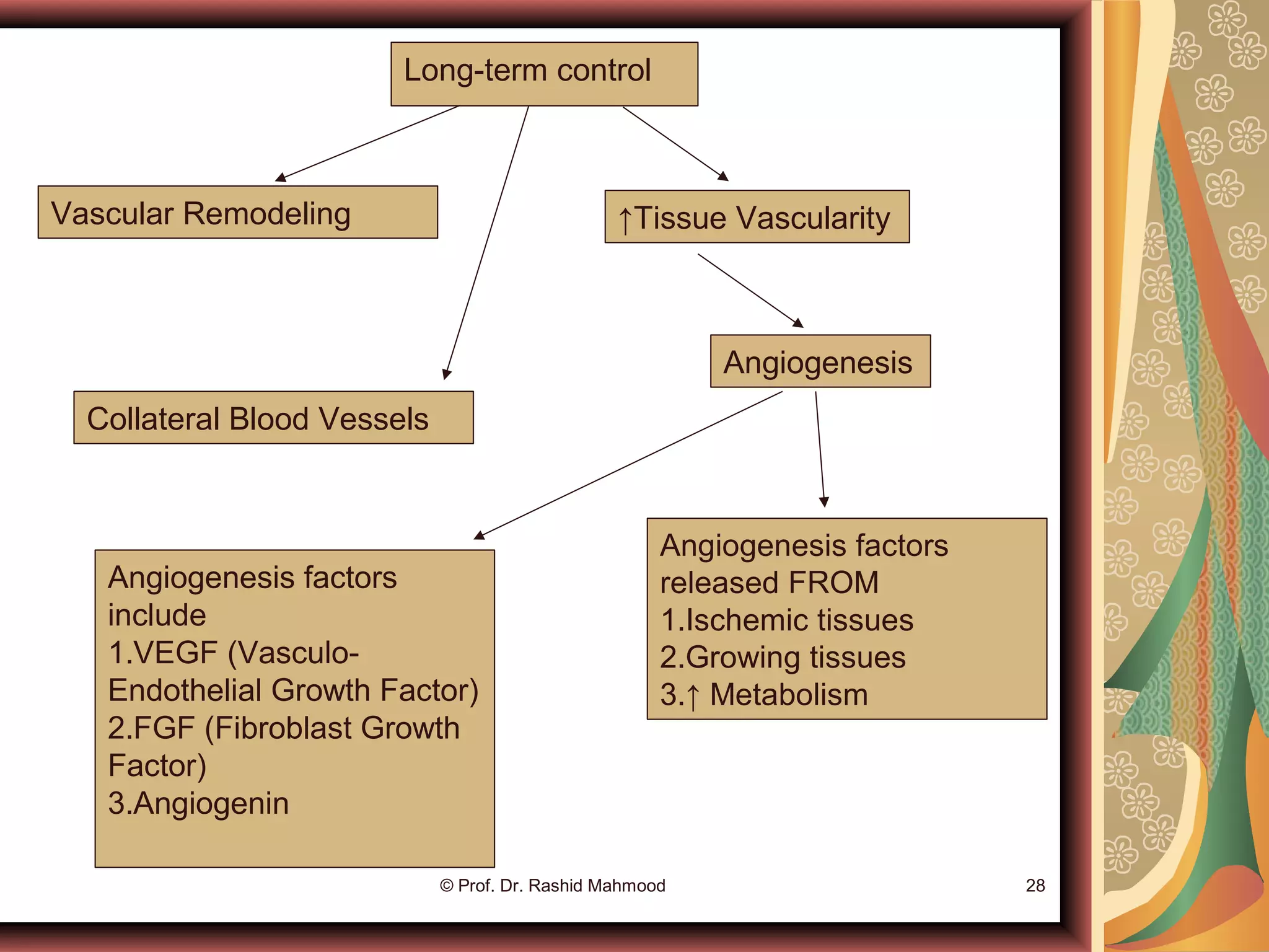Long-term control
Collateral Blood Vessels
↑Tissue Vascularity
Angiogenesis
Angiogenesis factors
released FROM
1.Ischemic tissues
2.Growing tissues
3.↑ Metabolism
Angiogenesis factors
include
1.VEGF (Vasculo-
Endothelial Growth Factor)
2.FGF (Fibroblast Growth
Factor)
3.Angiogenin
© Prof. Dr. Rashid Mahmood 28
Vascular Remodeling
 