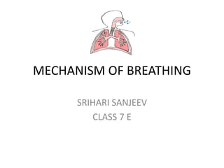 MECHANISM OF BREATHING

      SRIHARI SANJEEV
         CLASS 7 E
 