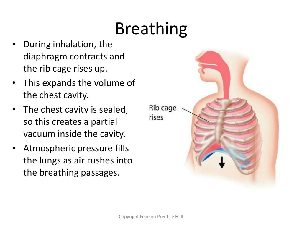 Mechanism of breathing