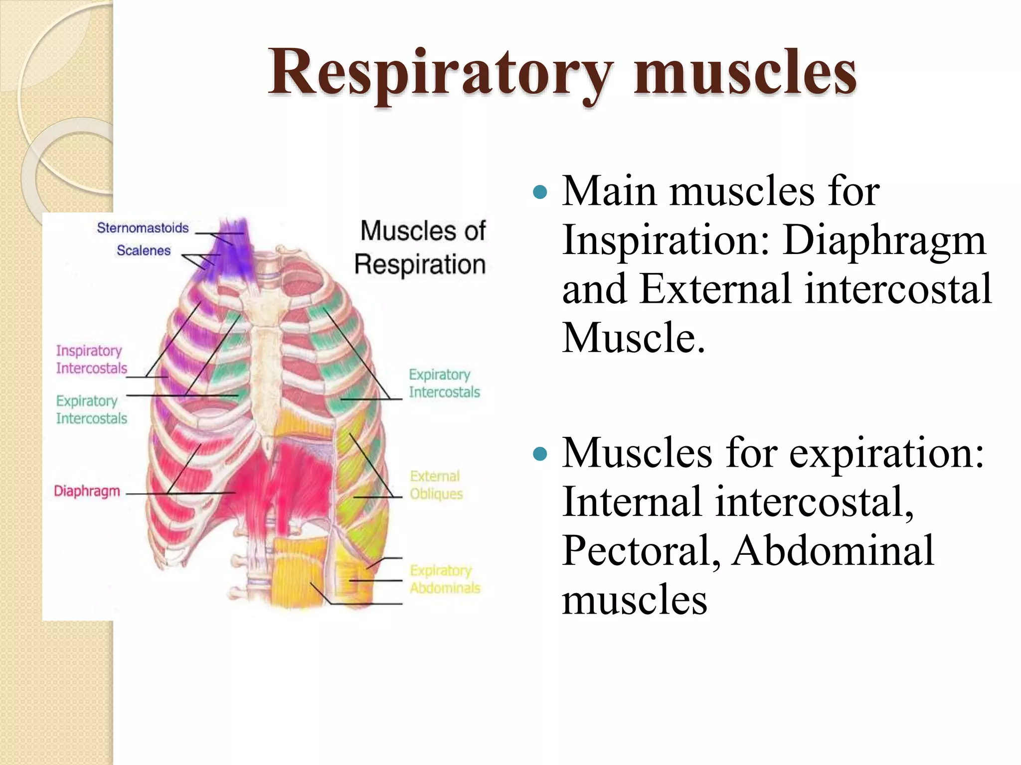 Mechanism of breathing pptx