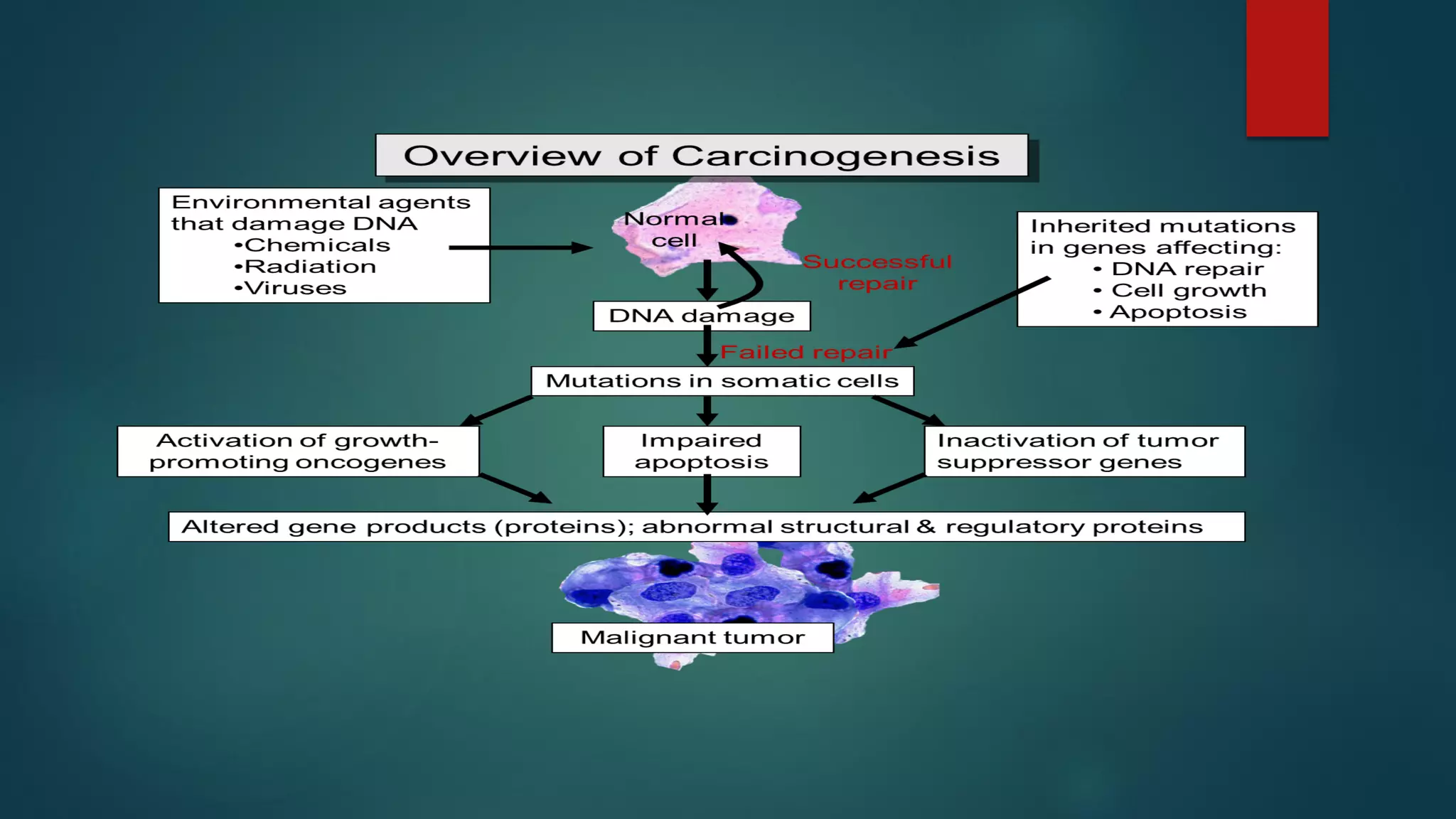Mechanism of cancer development pdf | PDF