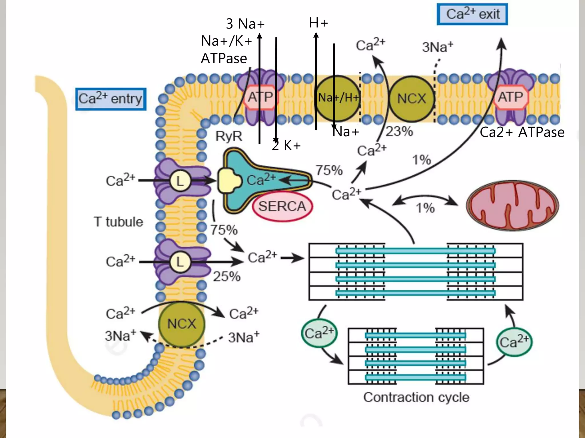 Mechanism of cardiac contraction dr vaibhav yawalkar | PPTX
