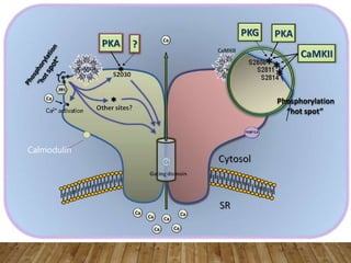 Mechanism of cardiac contraction dr vaibhav yawalkar | PPTX