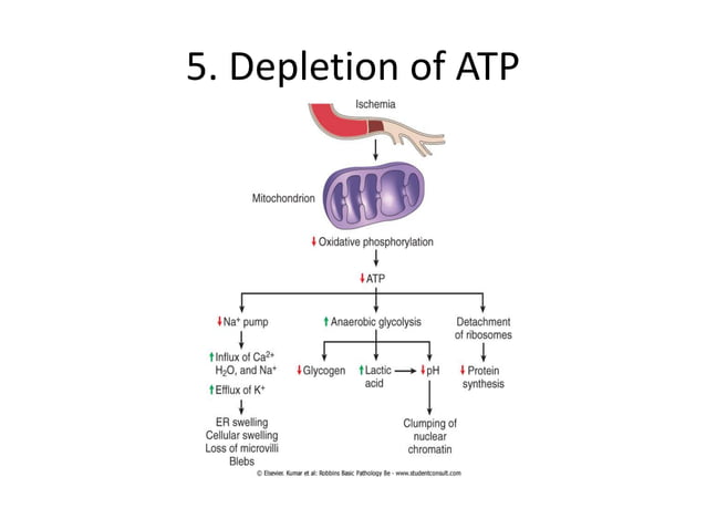 Mechanism of cell injury Pathophysiology | PDF | Biological Sciences ...