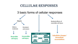 mechanism of cell injury.pptx important when cell inury occure it is ...