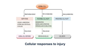 mechanism of cell injury.pptx important when cell inury occure it is ...