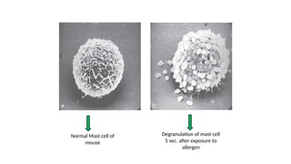 mechanism of cell injury.pptx important when cell inury occure it is ...