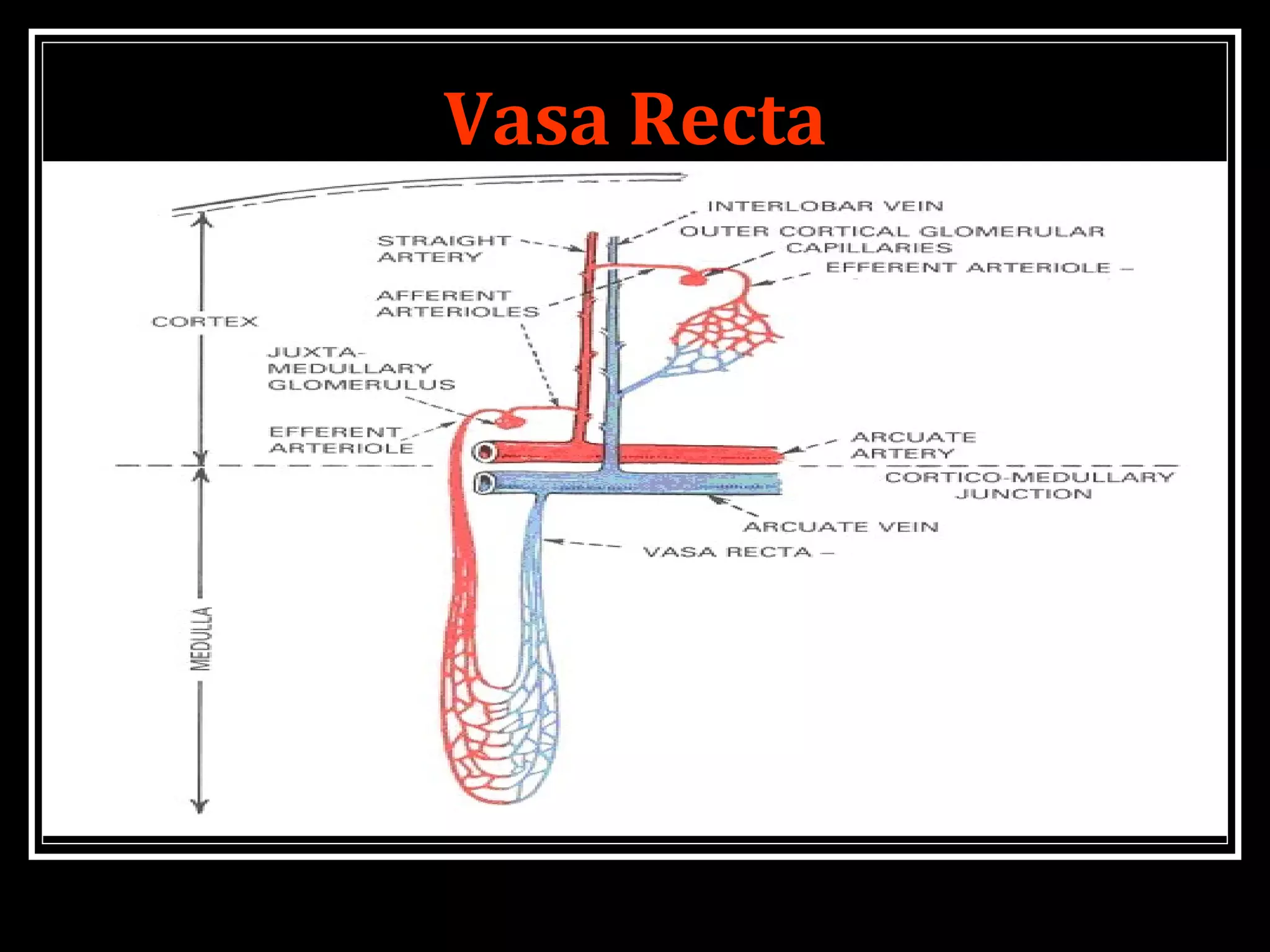 MECHANISM OF CONCENTRATION OF URINE PPT MECHANISM OF CONCENTRATION OF URINE PPT