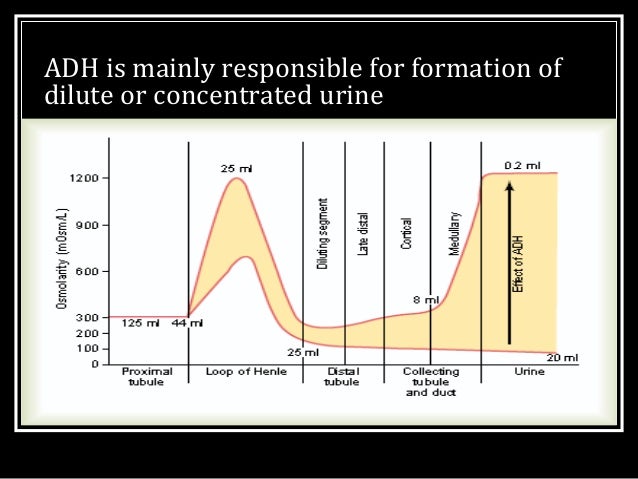 Diabetesinsipidus  Gejala Penyebab Dan Pengobatan Diabetesinsipidus  Gejala Penyebab Dan Pengobatan