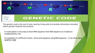 MECHANISM OF DNA REPLICATION.pptx thydrhtydrrdhdytr | PPTX
