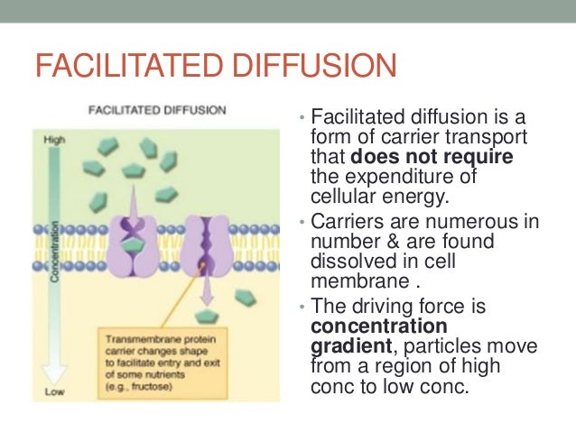 drug absorption how facilitated diffusion works