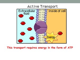 PRIMARY ACTIVE TRANSPORT
• Direct ATP requirement
• The process transfers only one ion or molecule & only in
one direction...