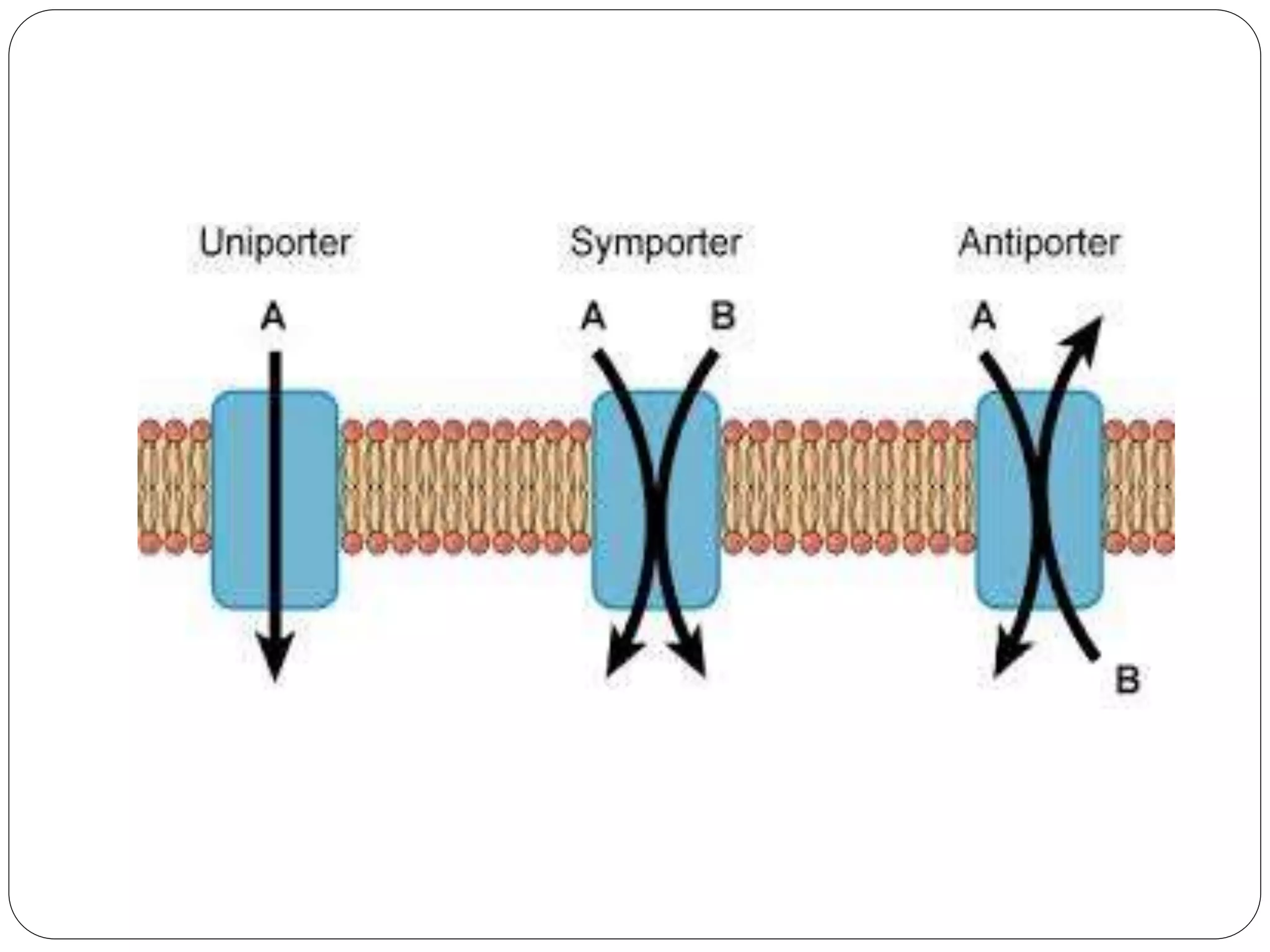Mechanism of drug absorption in git | PPTX