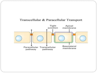 Mechanism of drug absorption in git | PPTX