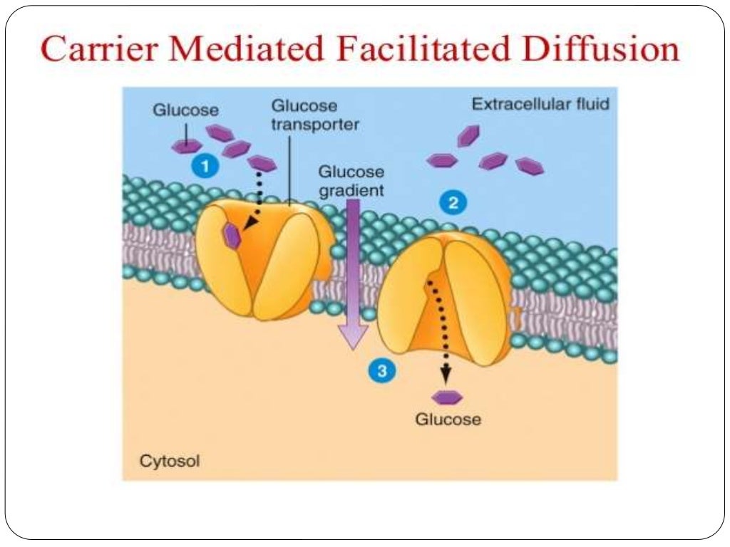 Mechanism of drug absorption in git