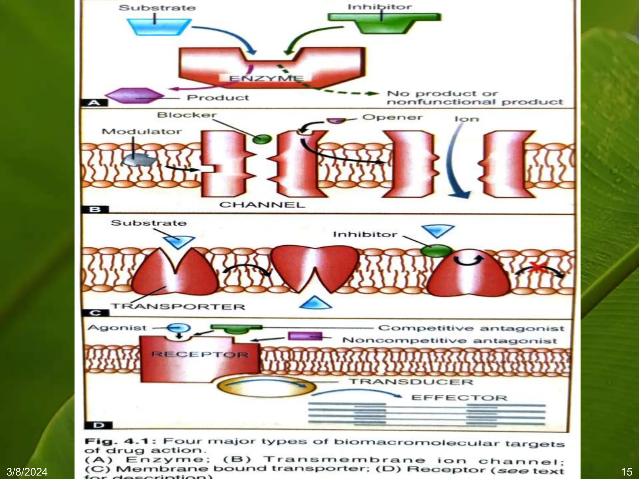 Mechanism of drug action,drug receptor phrmacology | PPT