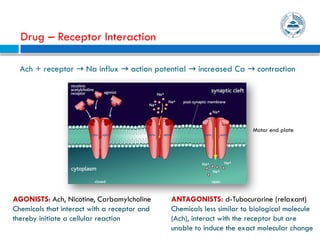 Mechanism of Drug Receptor Binding and Action.pptx
