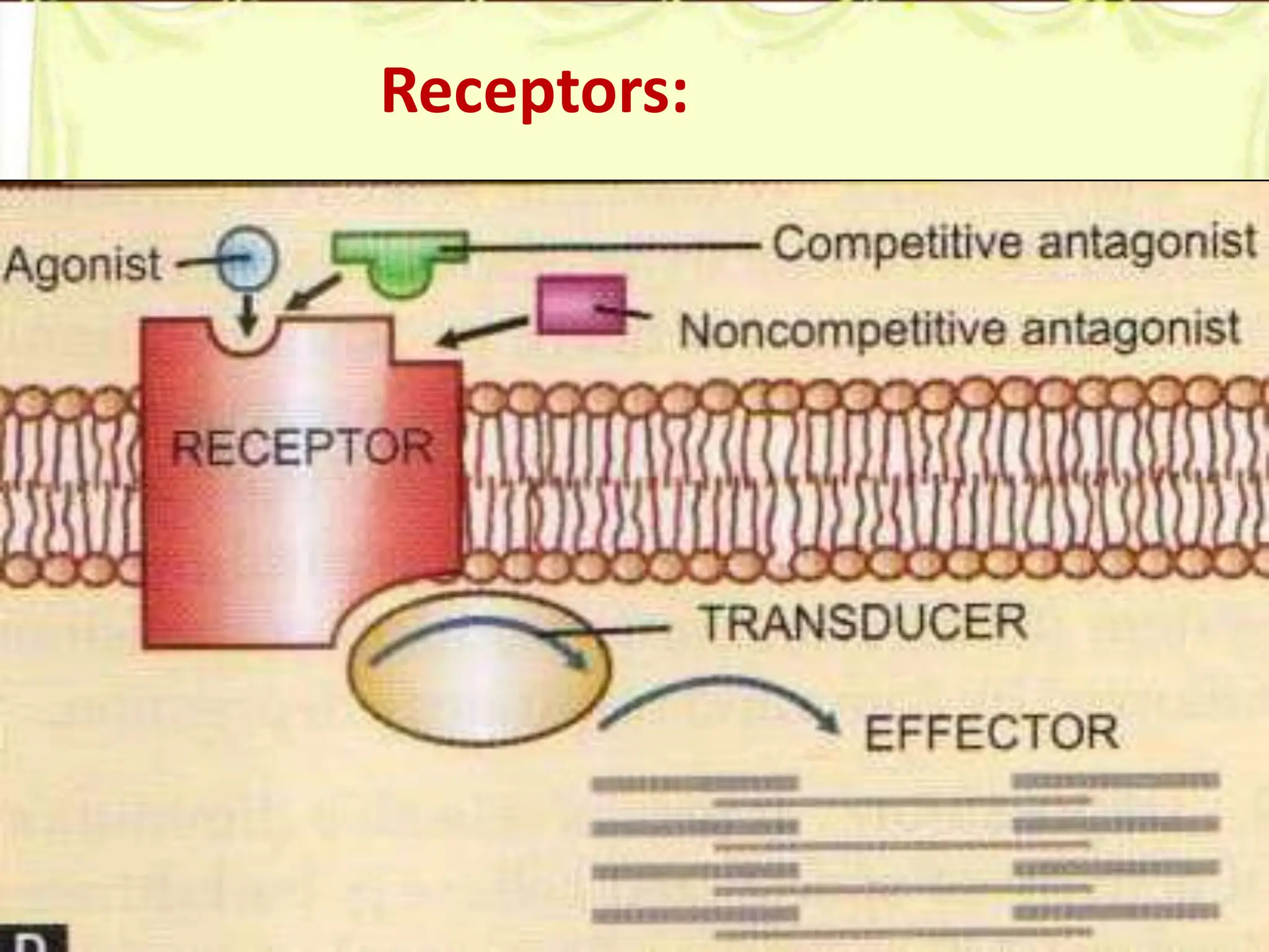 Mechanism of drug action & Receptors FINAL SY.pptx