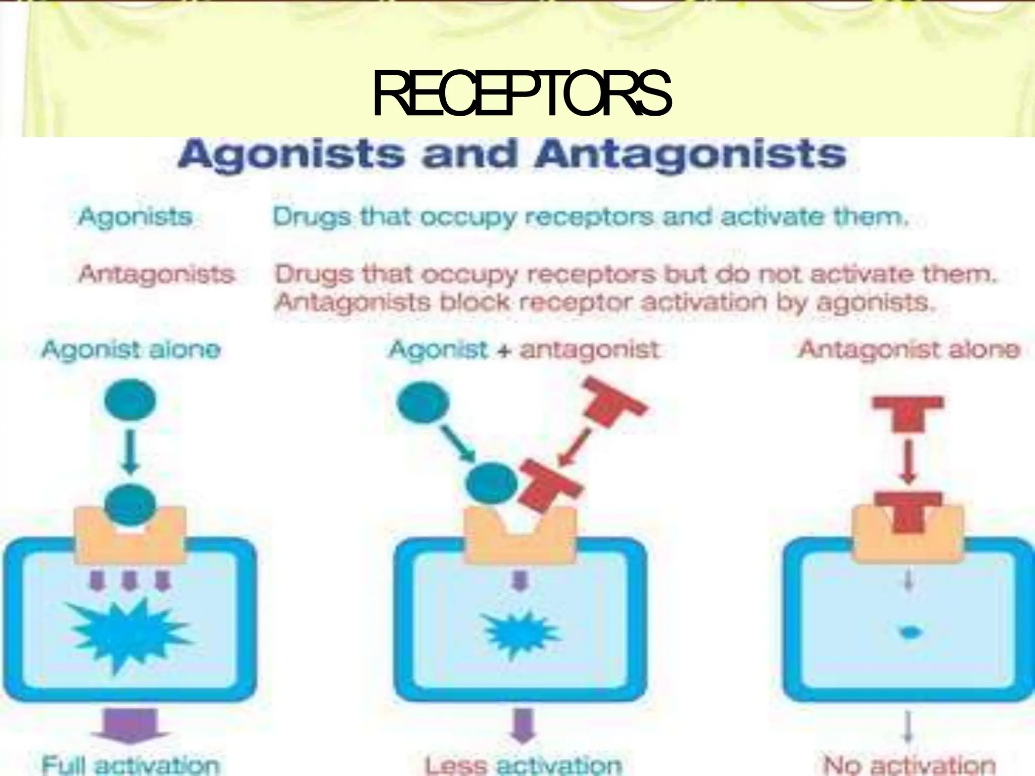 Mechanism of drug action & Receptors FINAL SY.pptx