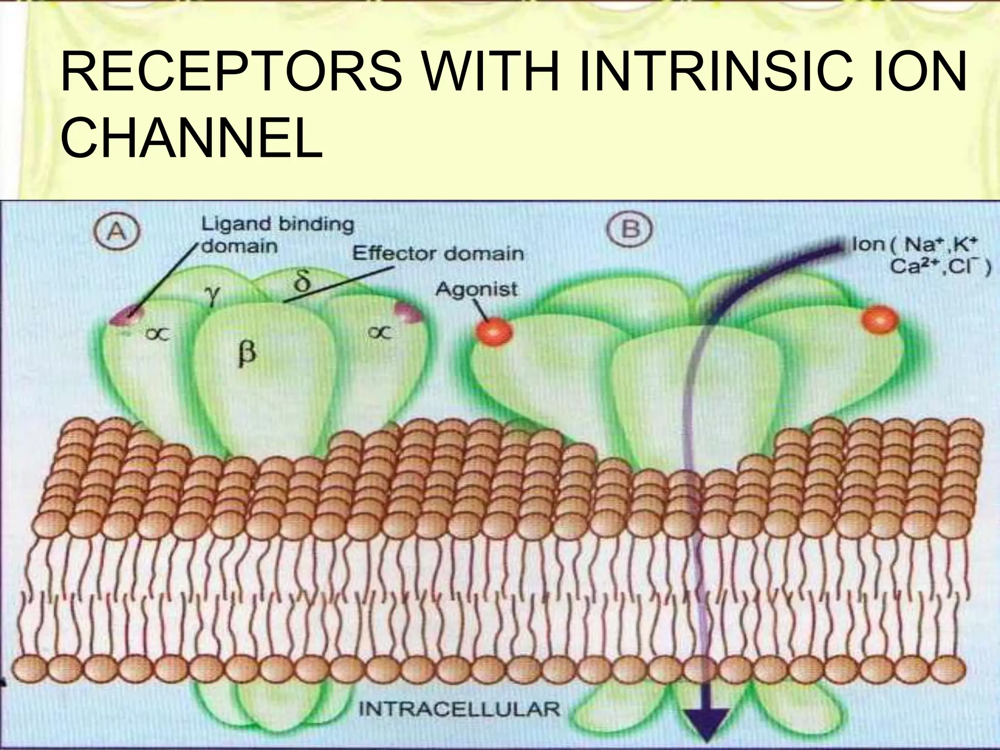 Mechanism of drug action & Receptors FINAL SY.pptx