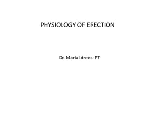 PHYSIOLOGY OF ERECTION
Dr. Maria Idrees; PT
 