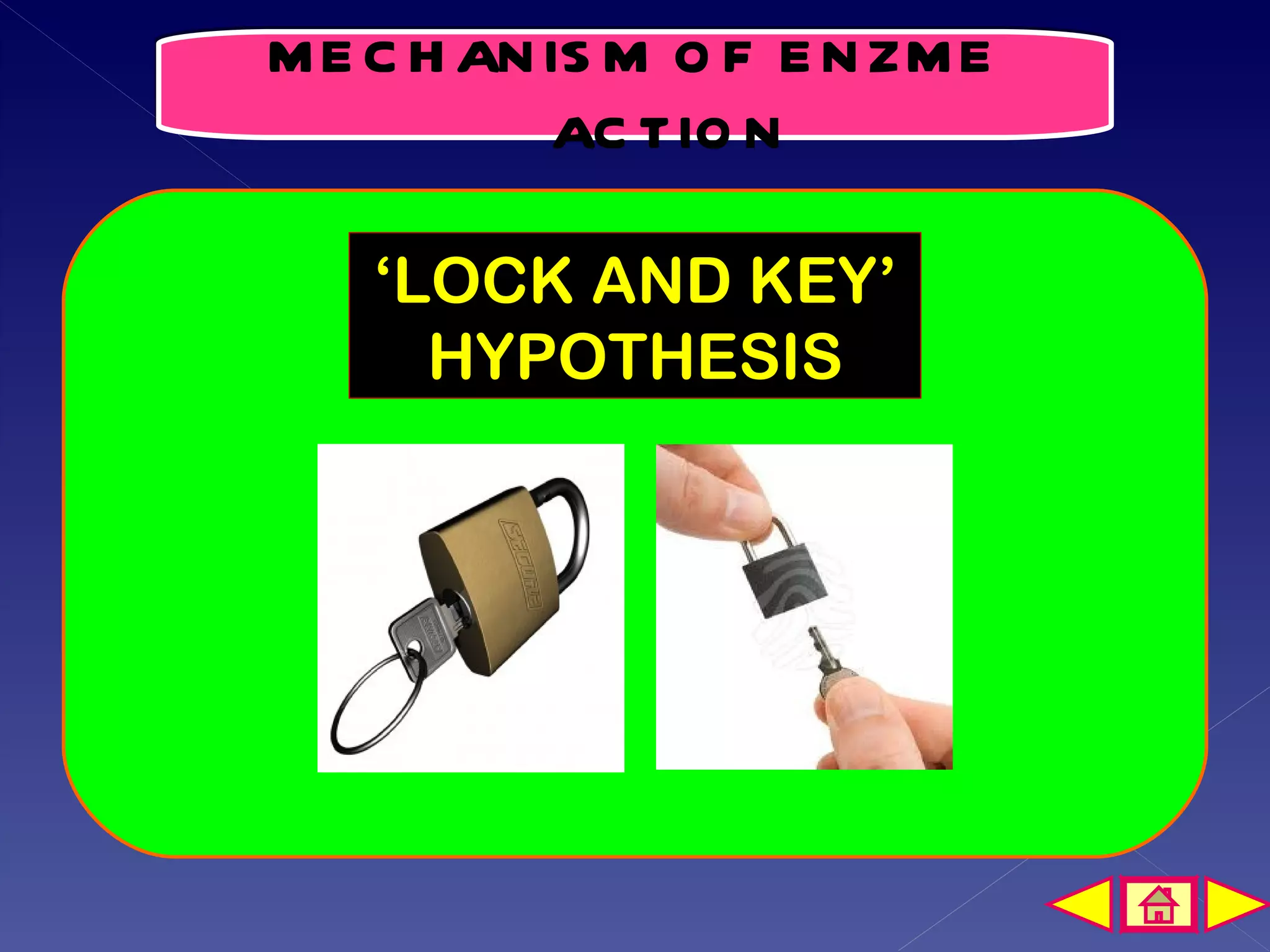 M E C H AN IS M O F E N ZM E
           AC TIO N

    ‘LOCK AND KEY’
      HYPOTHESIS
 